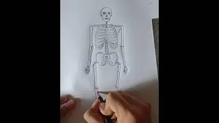 How to draw human skeleton