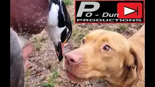 Hunting Ducks on the Muddy Creek Late Season (2021 Oregon Duck Hunt)