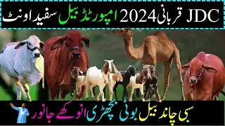 V1 | JDC QURBANI 2024 For All | JDC Karachi | JDC Zafar Abbas | Biggest Qurbani of  Pakistan