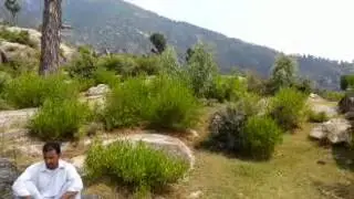 Swat amlokdara