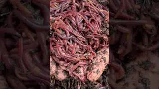 Top 3 Worms for Composting 🪱 | Best Worm Breeds for Your Bin
