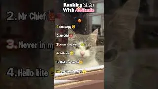 Ranking Cats with Attitude