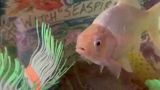 FISHY Tank - Save Sealife No Pescatarian Shark Tank Deals