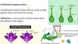 16.3 Sexual reproduction in plants