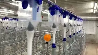 Hunan Zixing 5000 Sow Farm Project | pig farm design