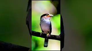 Birds are the real MVPs when it comes to music 🐦🎶  #wildlife #musicalbirds