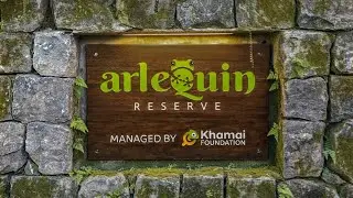 Arlequín Reserve: a relict cloud forest deep in the Ecuadorian Andes
