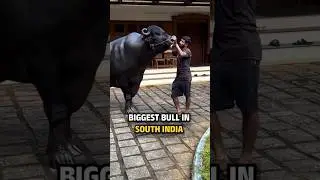 Biggest Bull In South India #bigbull #bigbulls #bull #big #southindia #bullhead #bullzeye #bullsteam