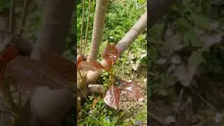 Italian poplar popping up new generation