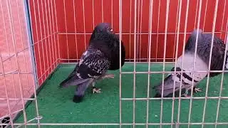 gaditano khouribga 0623999802