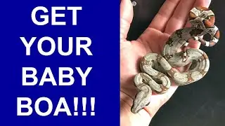 More 2022 Baby Locality Boas For Sale!