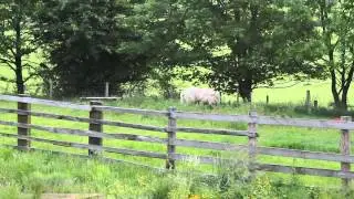 Alpaca's fighting & screaming (Llamas)