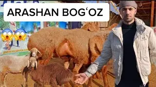 Akmaljon Akamizga Qirgʻiziston Tozza Arashan Kashtan Bogʻoz ona bola Sovliqlar Yetib keldi