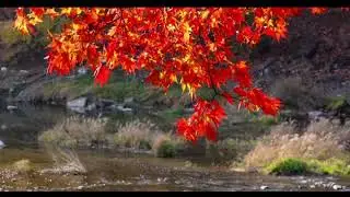 Autumn Concert | for violin, strings and harpsichord