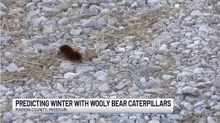 Predicting winter with Wooly Bear Caterpillars