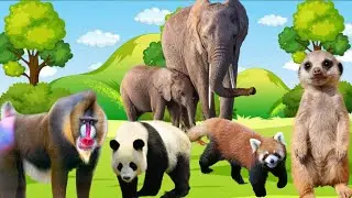 Cute Baby Farm Animal Sounds: Husky, Dog, Hippo, Wolf, Buffalo Animal Moments