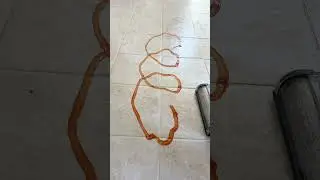Testing BISSELL CrossWave OmniForce Cleaning