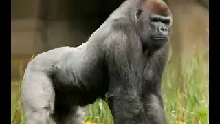 Gorilla like King Kong in Habitat #Rkcartoonsworld #Googlads #youtube
