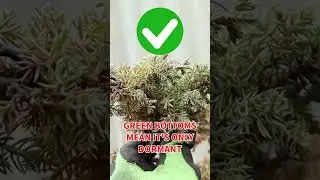 Ваш можжевельник не умер, а спит! #бонсай #деревобонсаи #пеньцзин