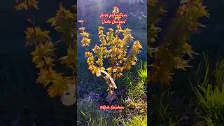 Check out this amazing dwarf #japanesemaple #zengarden #spring #jadedragon #acerpalmatum