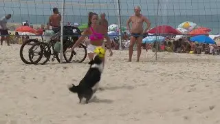 Brazilian dog becomes a footvolley star, teaching beachgoers how to play their own game