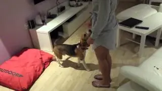 Addestramento beagle