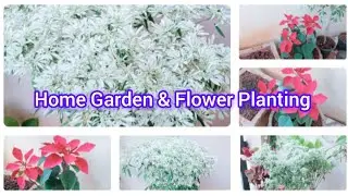 Home Garden & Flower Planting| Home Decoration Ideas|@pushpasharma7262|pushpasharmacookingchannel