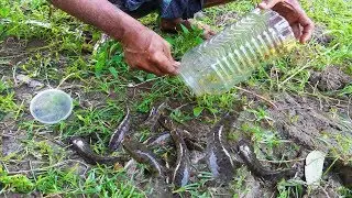 Fishing with Plastic Bottle | Catching Snake Head Fish using Plastic Bottle