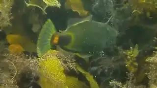 Spinytail Leatherjacket, Acanthaluteres brownii