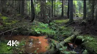 Forest Walk to a Hidden Spring &ndash; 4K Real-Time Ambience with Leaves and Water