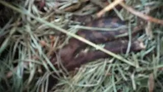 Baby Blue Tongue Lizard in a compost bin @ Warren I'Anson House, O'Connor, Canberra 2022.