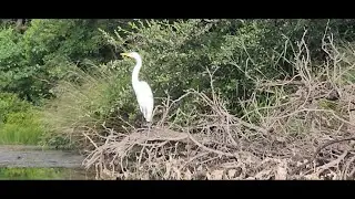 Stunning White Egret -  watch till end to see emerald reflections on water