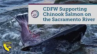 CDFW Supporting Fall-Run Chinook Salmon on the Sacramento River