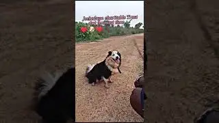 Dog training in jeebedaya charitable trust #doglover #babydog #cutedog #trust