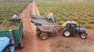 vendimia 2021 Valdepeñas