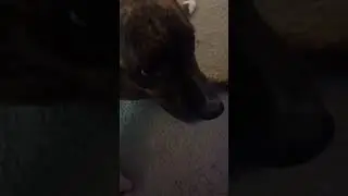 a dog blocks your path #dog #dogs #dog