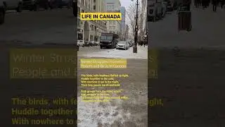 Winter Struggles Homeless People and Birds in Canada | Downtown Montreal #homeless #birdslover #snow
