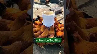 DIY Chicken Feeder from Plastic Bucket | Creative #RuralFarming Hack 2025