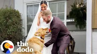 Golden Retriever Is Official Witness To Mom And Dad's Wedding | The Dodo
