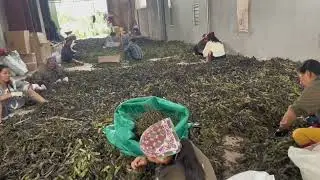 Bồ kết cây trồng gắn bó với người nghèo nhưng sinh ra lợi nhuận của người giàu