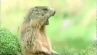 Canada's Funny Animals Election 2011