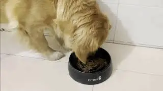 Slow Feeder Dog Bowls by PETDURO - Popular Heavy Duty Slow Eating Dog Food Bowl on Amazon