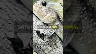 Fish That Climbs Trees