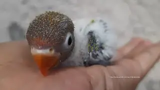 Lovebird Chick from Green Opaline & Parblue Euwing Green (Turquoise) Opaline