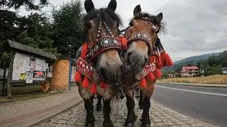 Dożynki Gminne Rajcza 2024