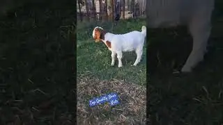 Top Quality Boer kids Available 😍🔥🔥 #boergoat contact: +918788193574