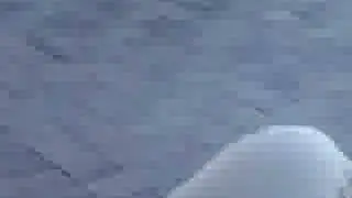 adsfad