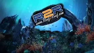 Bene FISH al fish food