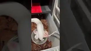 Feeding an all white baby ball python