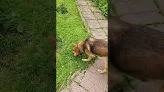 Привёз в Слободу собаке Оззи лекарство 💊!!!#dogeat #кобельоззи #собаке #dog